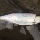 源流、渓流、本流釣り仲間募集 - 八王子市