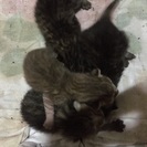 無事に里親さん決まりました♪♪有難うございます(*^^*)
