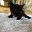 子猫の里親様募集！