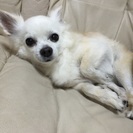 甘えん坊のチワワです