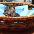 キジトラの小さな子猫　生後およそ2週間です。