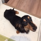 里親決まりました。ありがとうございました。