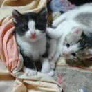 子猫の里親募集