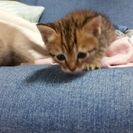 仔猫の里親募集