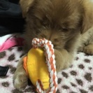 雑種🐶３ヶ月♡女の子