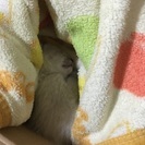 めっちゃ小さな子猫です
