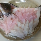 衣浦湾でのボート釣り　シーバス・クロダイなどなど　釣りガールも大募集！！　 - その他