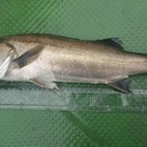 衣浦湾でのボート釣り　シーバス・クロダイなどなど　釣りガールも大募集！！　 - メンバー募集