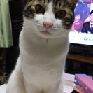 去勢済みの２歳になりたてのオスです！