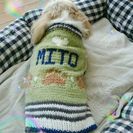 愛犬のセーターを編もう！の画像