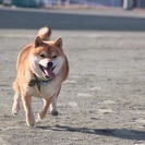 お散歩代行致します。😄ペットは大切な家族‼️お電話お待ちしてます！ - ペット