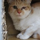 三毛茶白　モウちゃん