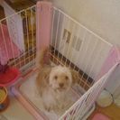 トイプードルとチワワのMIX犬1歳