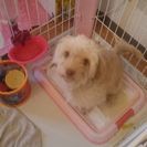 トイプードルとチワワのMIX犬1歳 - 豊田市