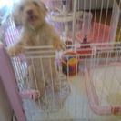 トイプードルとチワワのMIX犬1歳 - 犬