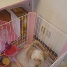 トイプードルとチワワのMIX犬1歳 − 愛知県