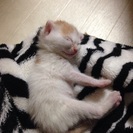 緊急です！子猫を保護、飼育していただける方！