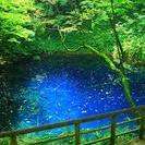 ガイドと行く白神山地　新緑のブナ林と神秘の青池、黄金色の不老ふ死温泉の画像