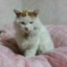 ボス的な猫「チャオくん」 - 明石市