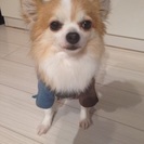 新しい飼い主さんが見つかりました。ありがとうございました。 