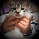 室内飼い 子猫 ノミダニ駆除済