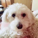 マルチーズ×トイプードルのミックス犬