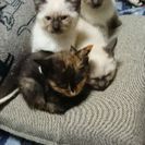 子猫里親募集します