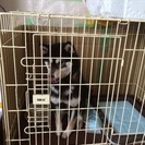 柴犬2歳雌