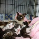 生後20日くらいの子猫ちゃん里親募集