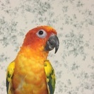 手乗り崩れのヒナから育てたコガネメキシコ