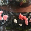 ゴールデンアップルスネールの卵塊 - その他
