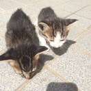 子猫もらって下さい