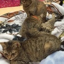 子猫♀３匹 避妊手術、ワクチン接種済み − 愛媛県