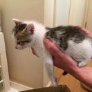 三毛ちゃん兄弟 − 東京都