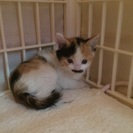 キャンセルの為再度里親さん募集します