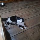 猫を探しています
