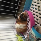 モルモットの里親探しています。
