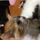子猫の里親募集。代理投稿です。