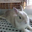うさぎの里親を募集しています