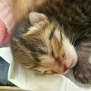至急 子猫のみです‼