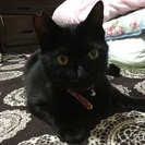 シャープでイケニャンな黒猫（１歳）の里親さん募集