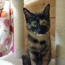 生後６ヶ月くらいサビの女の子。人だいすき！ − 滋賀県