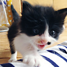 毛足が長くフワフワ。とっても元気な生後１ヶ月の女の子です！ - 猫