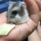 小動物好きさん集まれ-(∩´∀`∩)