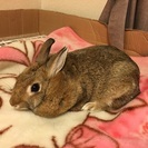 うさぎ ネザーランド 女の子 里親募集 