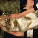 うさぎ ネザーランド 女の子 里親募集  - 岡崎市