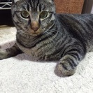 イケメンぺっちゃん