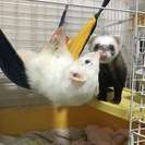 フェレット 里親募集