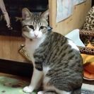 うちのフク知りませんか？