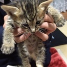 子猫の里親募集です